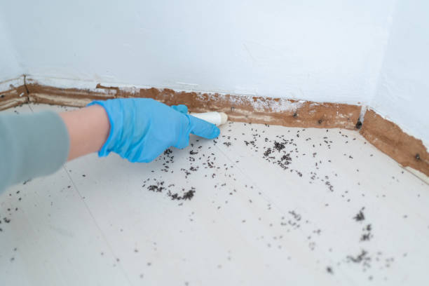 Insect Control in Lindale, GA